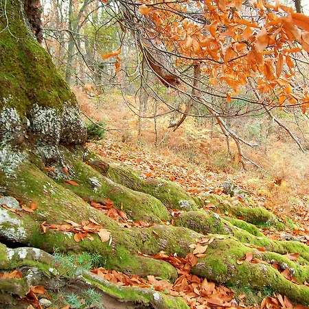 Apartman El Nido De La Collalba *