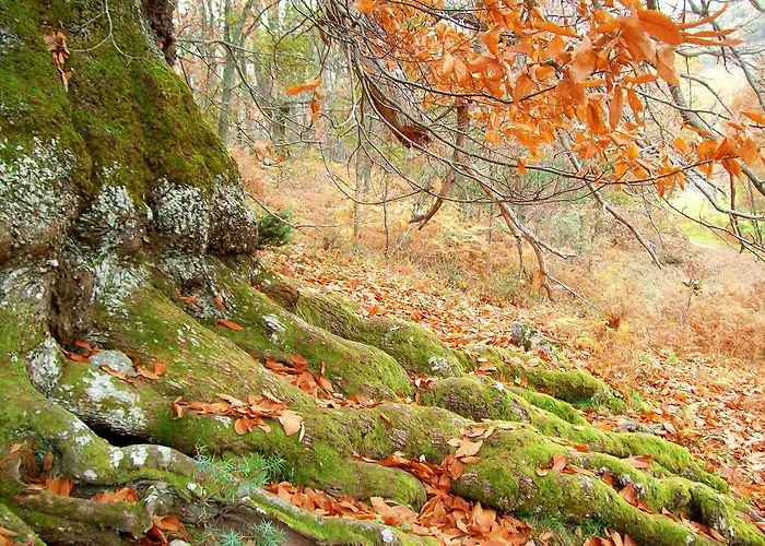 Apartamento El Nido De La Collalba *